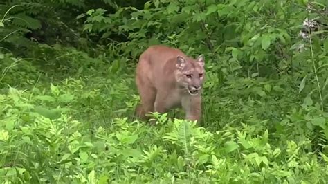 cougar magnolia seattle|Magnolia residents: There’s a huge cougar roaming here.